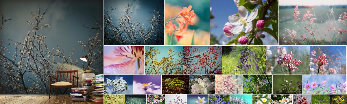 Fototapeten mit Blumen und Blüten
