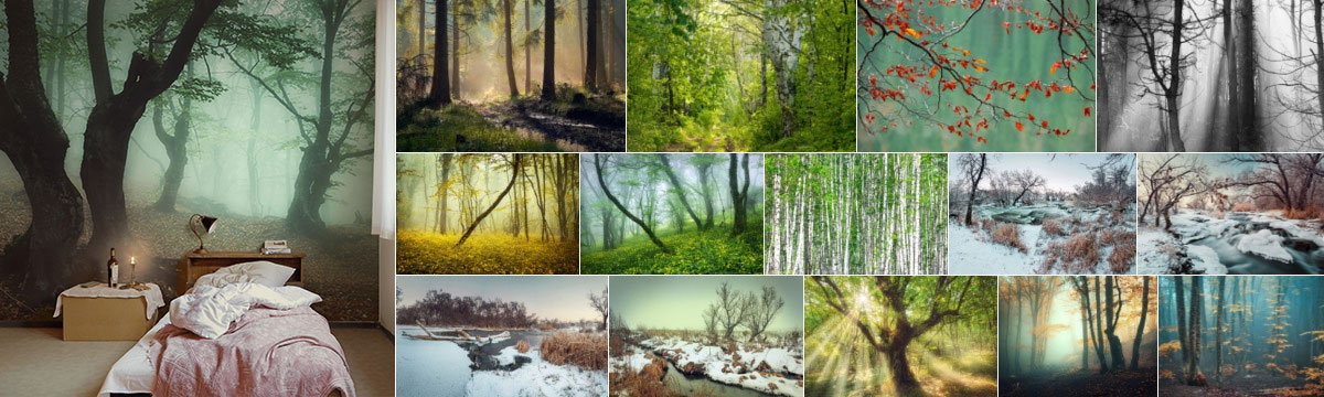 Fototapeten zum Thema Wald