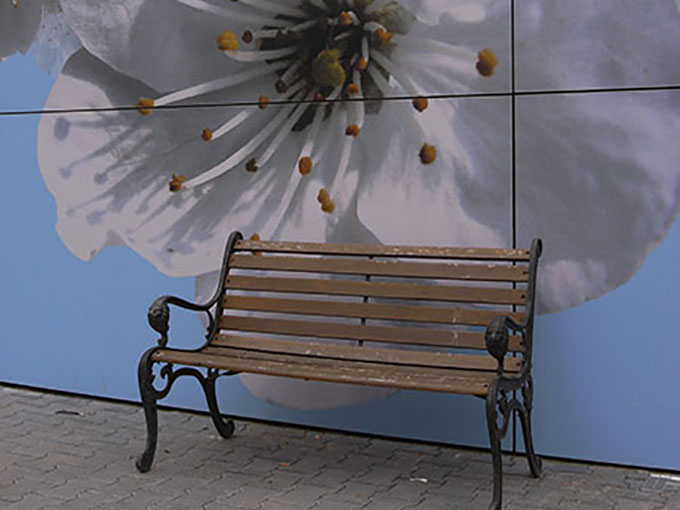 Fassade mit Kirschblüten